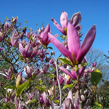Jardin De Carrejo Hotel