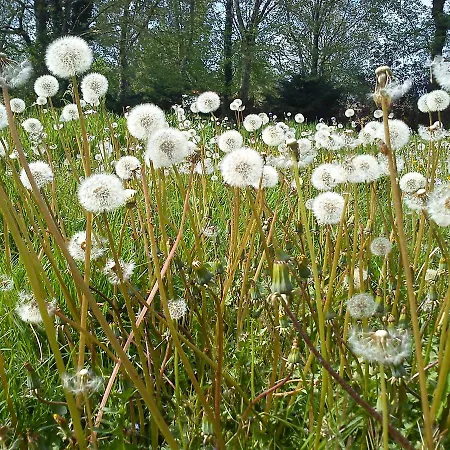 Hotel Jardin De Carrejo 3*