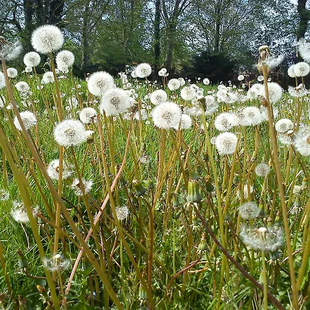 Hotel Jardin De Carrejo 3*