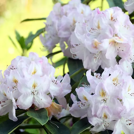 Jardin De Carrejo Hotel