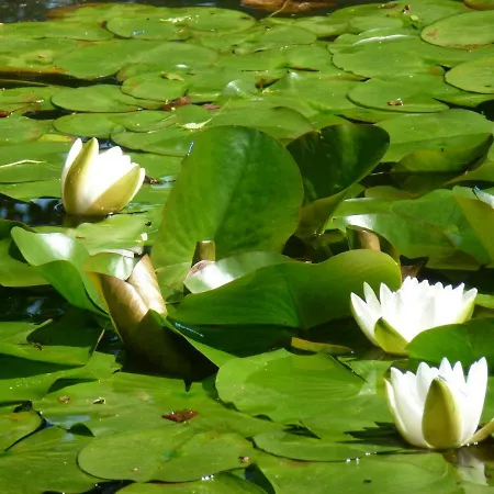 Jardin De Carrejo ホテル
