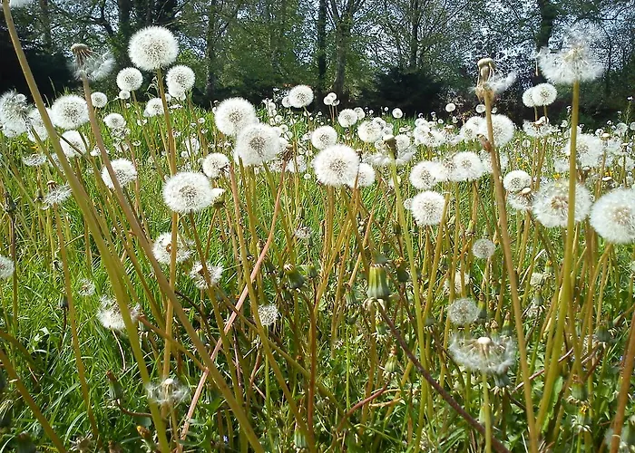 Hotel Jardin De Carrejo 3*