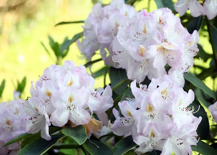 Jardin De Carrejo Hotel