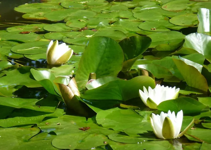 Jardin De Carrejo Hotel